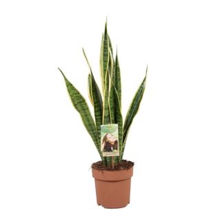 Mother-in-law's tongue, Gold edge plant, Sword-shaped dark green leaf with yellow edge Sansevieria Laurentii - 60cm - ø17