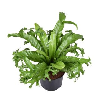 Bird's Nest Fern