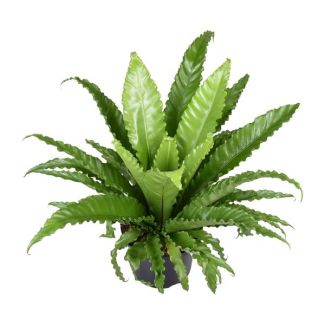 Striped fern