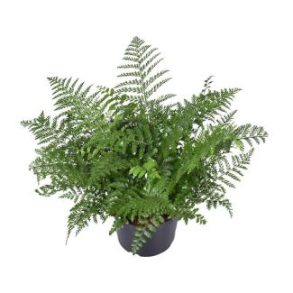 Curly fern