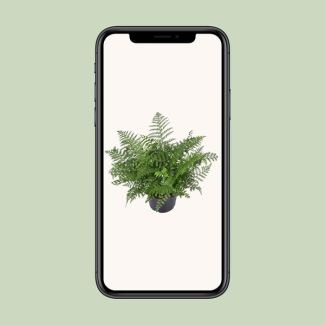 Curly fern