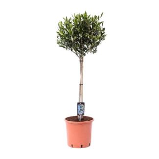Olive tree on a trunk
