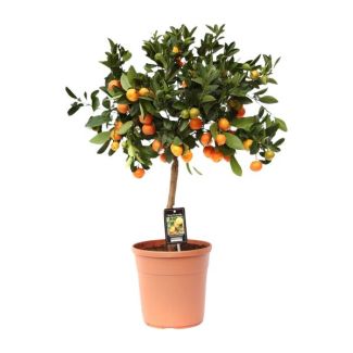 Citrus Tree