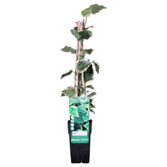 Algerian Ivy Variegated | 1 or 4 pieces