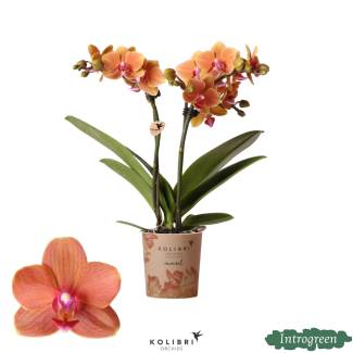butterfly orchid Mineral Bolzano
