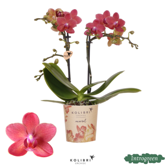 Butterfly Orchid Congo