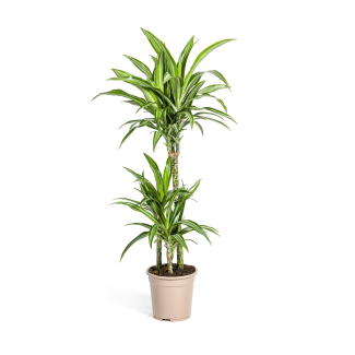 Dracaena White Stripe – Elegant Houseplant with White Leaf Edge