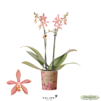 Special Orchid Spider, Color Orange, Phalaenopsis Orchids, Pot Size 09cm