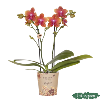Butterfly Orchid Fragrance, Scented Orchid