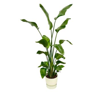 Strelitzia Nicolai – White Bird of Paradise Plant 170 cm - with or without stylish Elho pots
