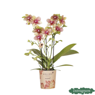Butterfly Orchid Grosseto