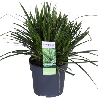 2 pieces Variegated Ornamental Grass