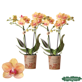 2 pieces Butterfly Orchid Jamaica