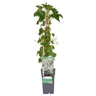 Climbing Hydrangea White | 1, 3 or 4 pieces