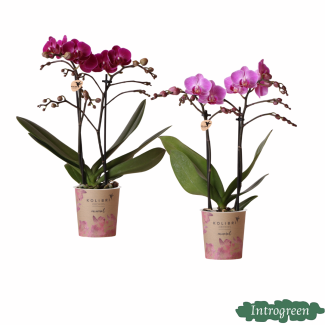 Surprise box; 2 Different Butterfly Orchids
