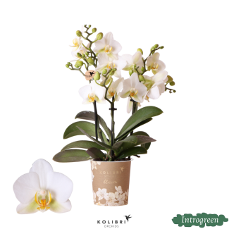 Butterfly Orchid Lausanne, Color White, Flowering Houseplant, Phalaenopsis Orchids, Pot Size 12cm