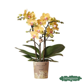 Butterfly Orchid Lima