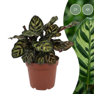 Peacock plant