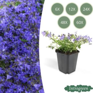 Bluebell