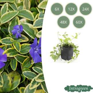 Lesser Periwinkle Blue