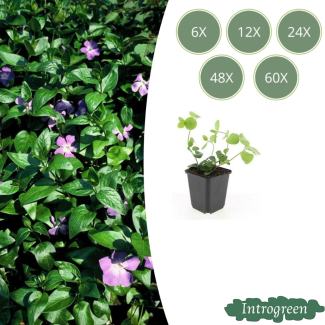 Greater Periwinkle Violet-Purple
