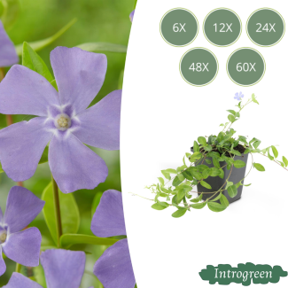Lesser Periwinkle, Light Blue - Lilac