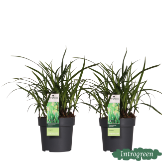 2 Pieces Ornamental Grass