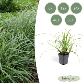 Japanese Sedge Ice Dance