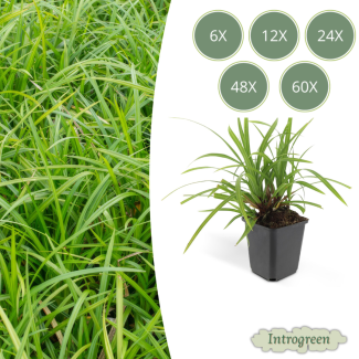 Japanese sedge 'Irish Green'