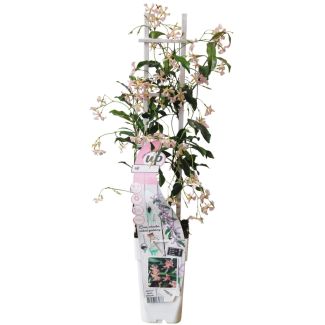 Tuscan Jasmine Pink | 1 or 2 pieces