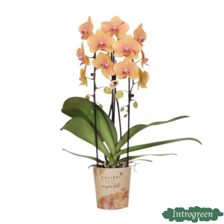 Butterfly Orchid Sunny Bunny