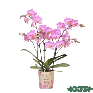 Butterfly Orchid Switzerland