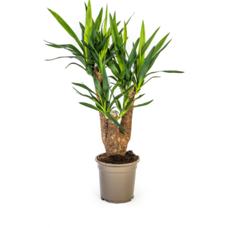 Yucca Elephantipes Vertakt