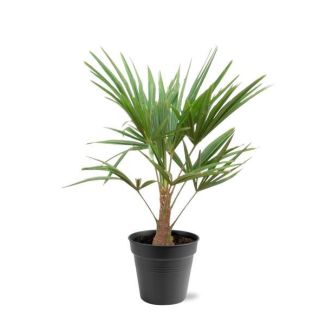 Chinese Windmill Palm