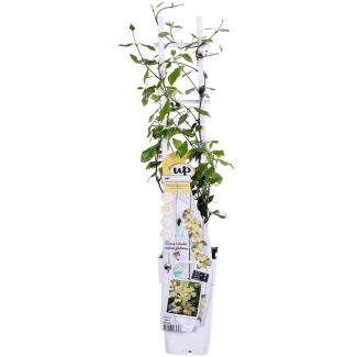 Tuscan Star Jasmine | 1 or 2 pieces