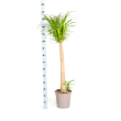 Olifantspoot Beaucarnea Recurvata 120 cm