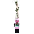 Voor close-up van de hele plant in pot | introgreen