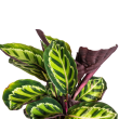Calathea Roseopicta