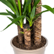 stam Yucca Elephantipes