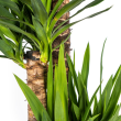 close up Yucca Elephantipes