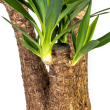 stam Palmlelie Yucca Vertakt