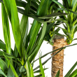 bladeren Palmlelie Yucca Vertakt