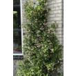 Trachelospermum Mix klimplant met bloemen in bloei