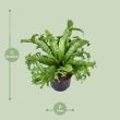 Asplenium Nidus Crissie