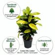 Croton Mrs. Iceton voordelen