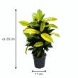 Croton Mrs. Iceton ca 65 cm