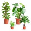 Makkelijke plantenbox met 4 sterke kamerplanten