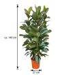 Rubberboom 140 cm