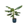 Bananenplant Musa exotische kamerplant 100 cm hoog
