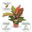 Philodendron oranje voordelen